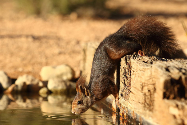 esquilo vermelho europeu
 - Foto, Imagem