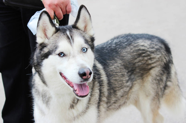 Fehér és szürke felnőtt szibériai Husky kutya vagy Sibirsky Husky kék és barna szeme. Heterochromia. - Fotó, kép