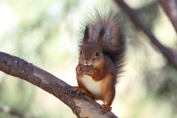 Europese rode eekhoorn - Foto, afbeelding
