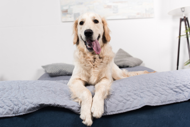Golden retriever köpeği - Fotoğraf, Görsel