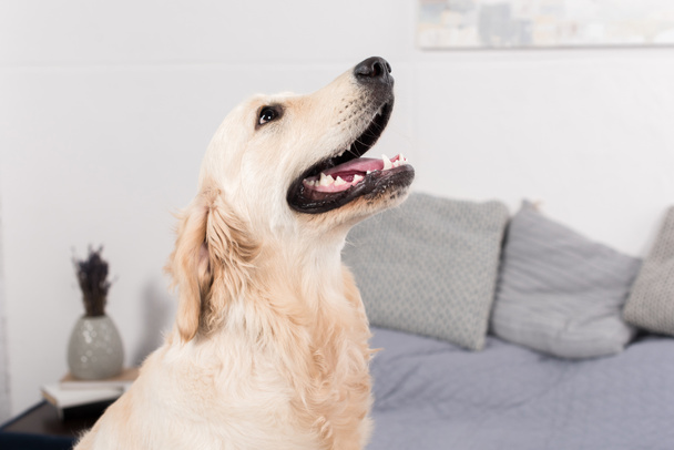 golden retriever dog - Фото, изображение