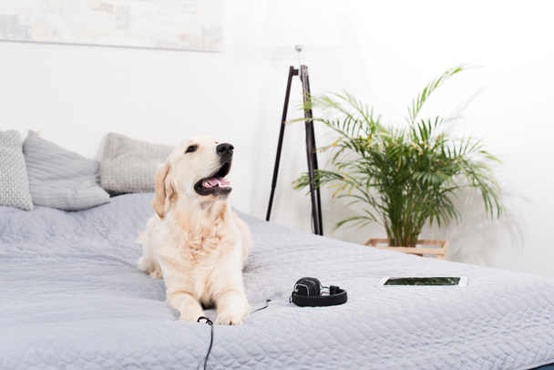 dog with headphones and digital tablet - Фото, изображение