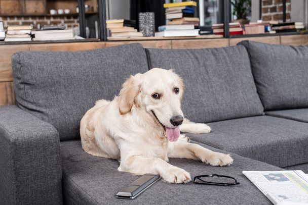 dog with remote control  - Фото, изображение