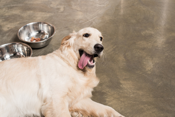 golden retriever dog - Foto, afbeelding