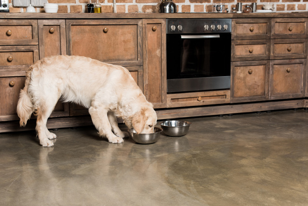 hongerige golden retriever hond - Foto, afbeelding