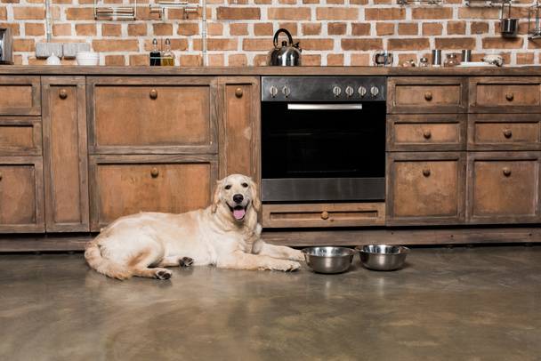 golden retriever dog - Fotografie, Obrázek
