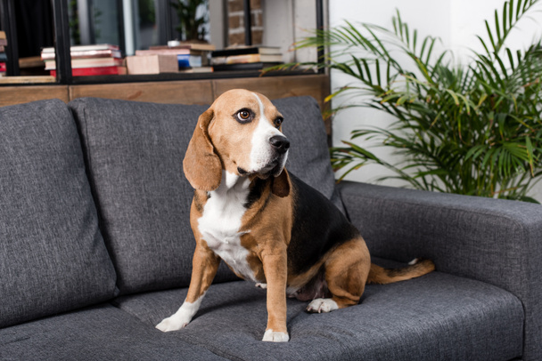 beagle dog on sofa - Photo, Image