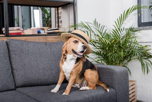 beagle dog in hat  - Fotoğraf, Görsel