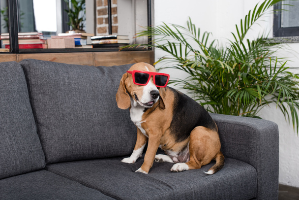 beagle dog in sunglasses - Foto, Imagen
