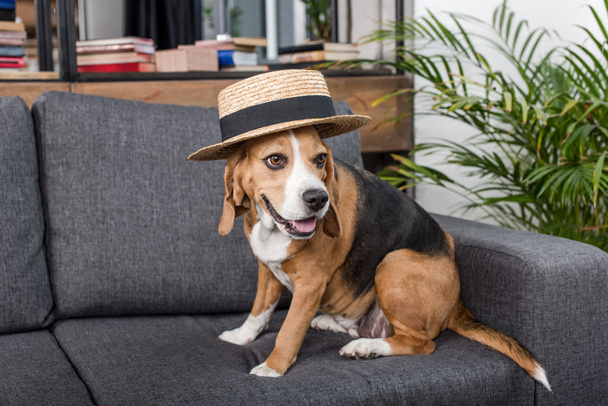 beagle cane in cappello
  - Foto, immagini