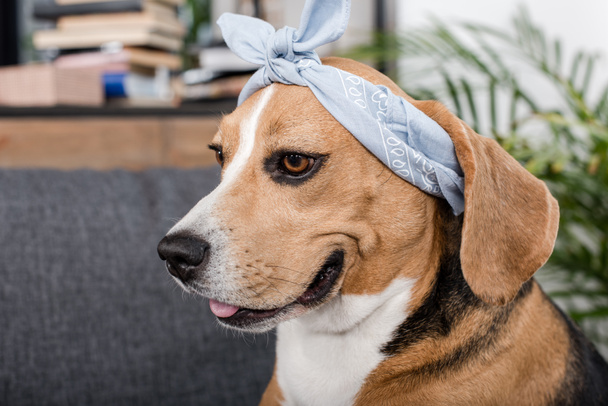 beagle dog in bandana - Φωτογραφία, εικόνα