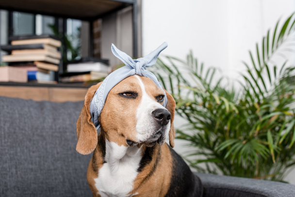 beagle dog in bandana - Photo, image