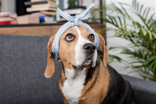 beagle dog in bandana - Fotoğraf, Görsel