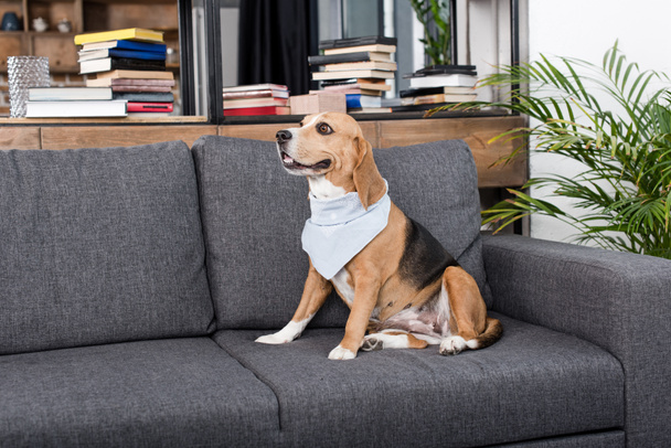 cão beagle em bandana
 - Foto, Imagem