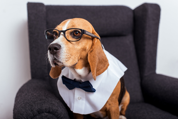beagle dog in eyeglasses - Fotó, kép