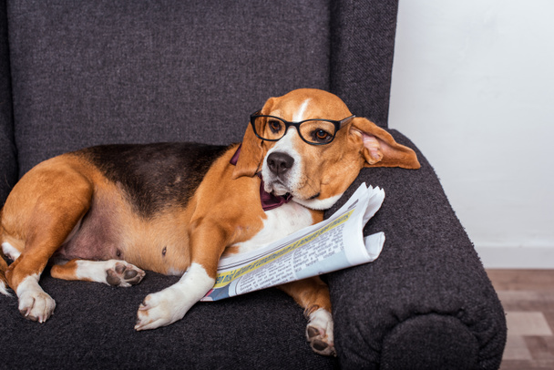 beagle dog with newspaper - Foto, afbeelding