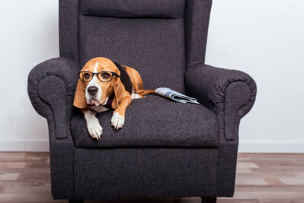 perro beagle en gafas graduadas
 - Foto, Imagen