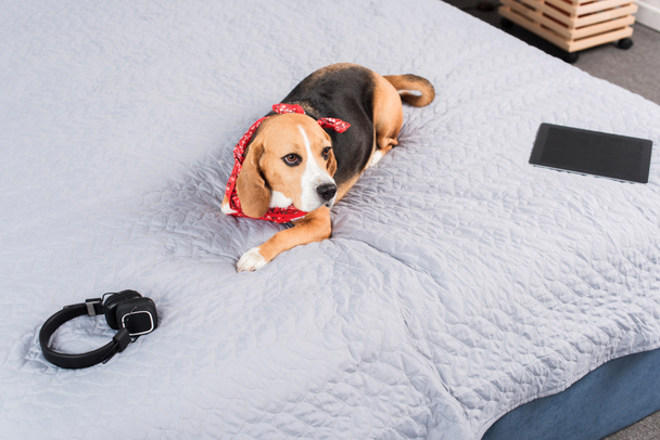 dog with digital devices - 写真・画像