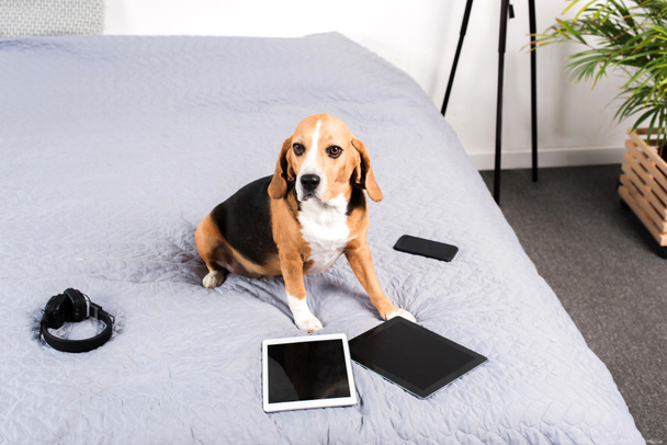 dog with digital devices - Фото, изображение