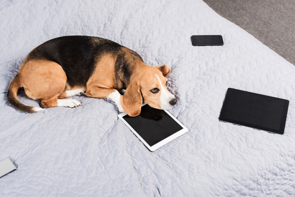 dog with digital devices - Foto, Imagem