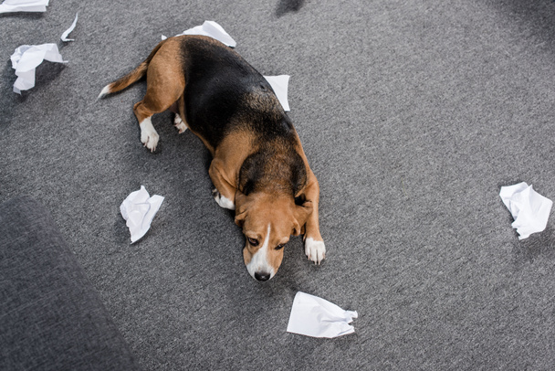 perro con papel roto
 - Foto, Imagen