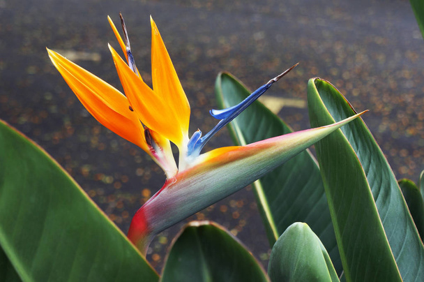 vogel van het paradijs bloem (strelitzia reginae).        - Foto, afbeelding