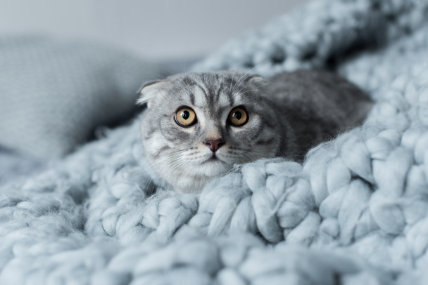 Katze auf Wolldecke - Foto, Bild