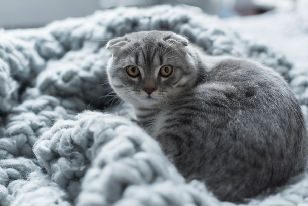 cat on wool blanket - Foto, afbeelding