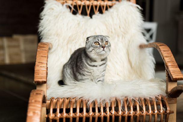 cat on rocking chair - Photo, Image