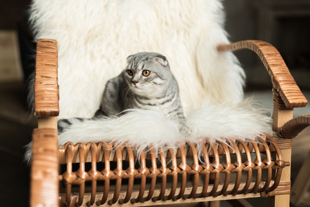 kedi üzerinde sallanan sandalye - Fotoğraf, Görsel