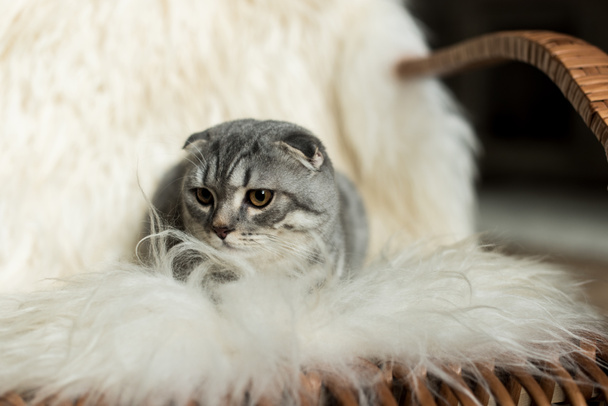羊毛の毛布の上に横たわる猫 - 写真・画像
