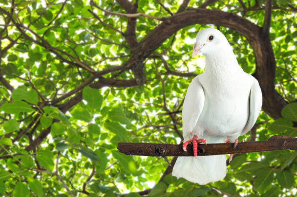 Белый голубь на ветке дерева
 - Фото, изображение