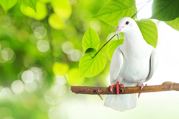 Άσπρο Περιστέρι στο κλαδί δέντρου - Φωτογραφία, εικόνα