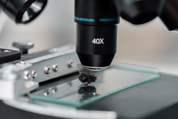 glissière de microscope avec mouche
 - Photo, image