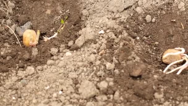 Plantation de pommes de terre au printemps
 - Séquence, vidéo