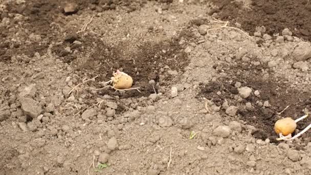 Výsadba brambor v jarní sezóně - Záběry, video
