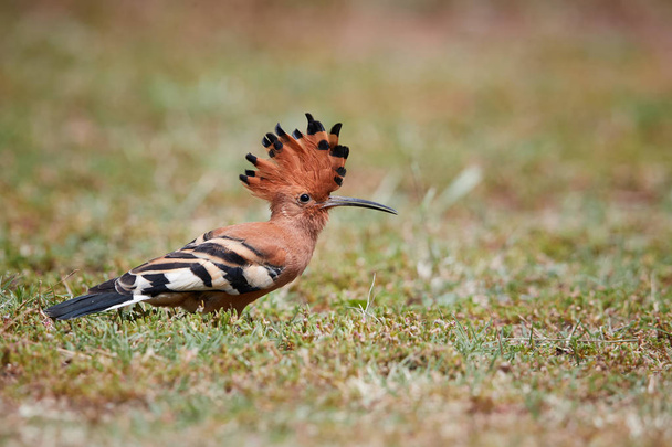 Close-up, mooie vogel, Afrikaanse hop, Upupa epops africana op de grond met opgetrokken crest, op zoek naar wormen. Hop van de Afrikaanse op de savanne. lage hoekmening, Pilanesberg, Zuid-Afrika - Foto, afbeelding
