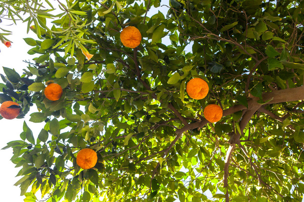 Narancs fa levelek és érett narancs nyár közepén - Fotó, kép
