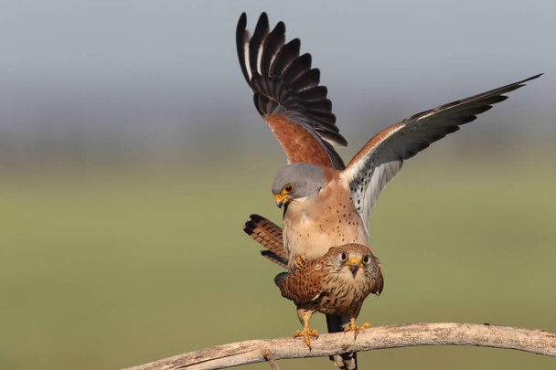 Lesser kestrel mating season - Photo, Image