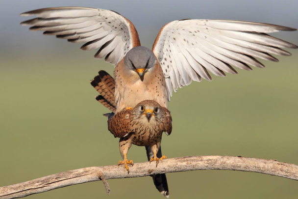 Lesser kestrel mating season - Photo, Image
