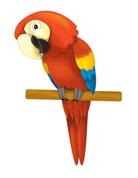parrot sitting looking and resting - Photo, Image
