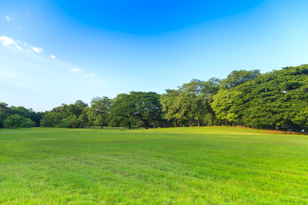 Зеленые деревья в красивом парке под голубым небом
 - Фото, изображение