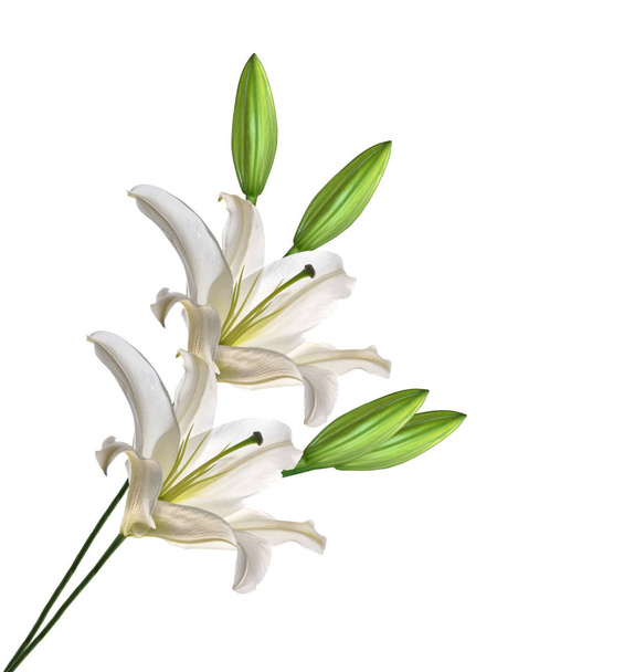 Lirio de flores aislado sobre fondo blanco.  - Foto, Imagen