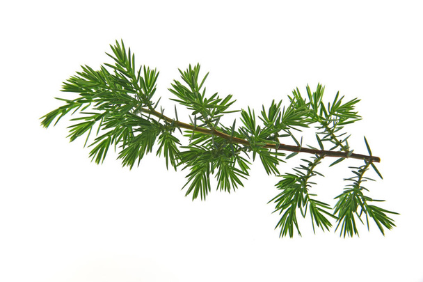 Jalovec (Juniperus communis) - Fotografie, Obrázek