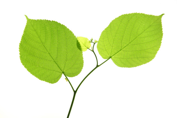 Линден (Tilia) листья на белом фоне
 - Фото, изображение