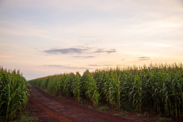 Maïs plantage zonsondergang - Foto, afbeelding