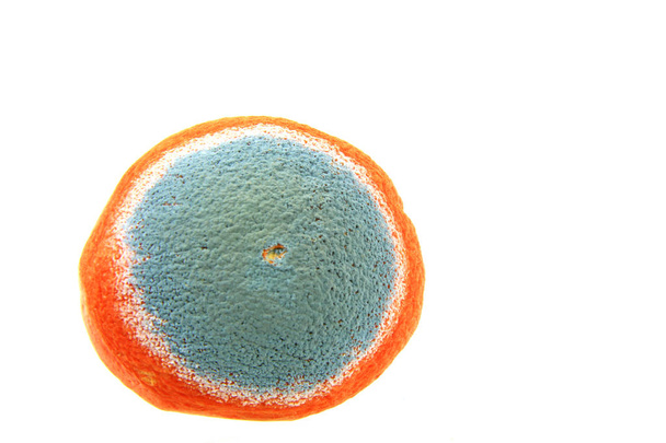 Molde em uma laranja - Foto, Imagem