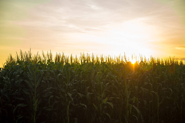 Zachód słońca z plantacji kukurydzy - Zdjęcie, obraz
