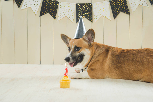 cão usando chapéu de aniversário
 - Foto, Imagem