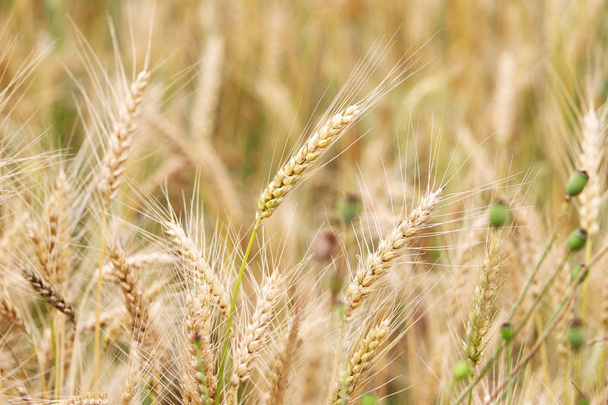 Pic de blé sur le terrain
 - Photo, image